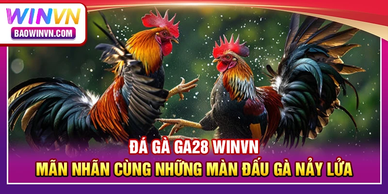 Đá gà GA28 WINVN – Mãn nhãn cùng những màn đấu gà nảy lửa