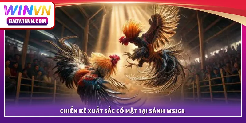 Chiến kê xuất sắc có mặt tại sảnh WS168 